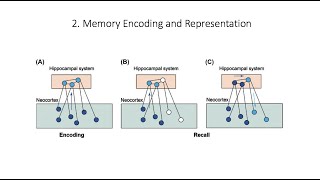 7.2. Memory Encoding, Fundamentals of Cognitive Neuroscience Course, Session 7, Part 2