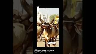 #કાંકરેજ ગાય |#દેશી ગાય |#best cow | લાલા માલા કુજાડ ની કાંકરેજ ગાય હા  DESHI KANKREJ COW BREEDER