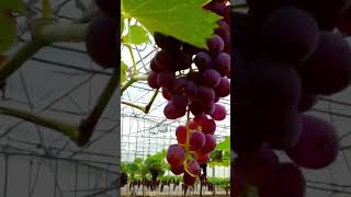 grape, discovery, innovation #agriculture #fruit #grapegrowing #wine #grapeharvest #grape #garden