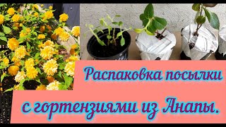 Распаковка посылки с гортензиями! Керрия японская - пасхальная роза!🌱🏵️🌱