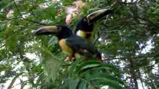 Collared Aracaris