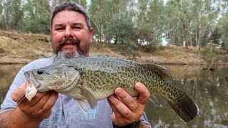 Murray cod fishing with chicken as bait