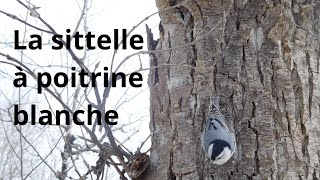 Cri d'une sittelle à poitrine blanche