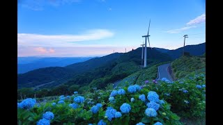 6月30日徳島県の大川原高原へ、あじさいと天の川の撮影に行きました。