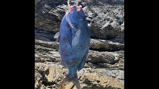 Rockfishing Northern NSW Australia. { Caught rare protected Bluefish }