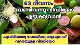 63 ദിവസം പൂവിരിഞ്ഞു കാ ആവുന്നത് വരെ ഉള്ള വീഡിയോ |guava plant Malayalam |പേര കൃഷി