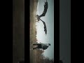 VFX Composting Tutorial 🐉 #aftereffects #trending #vfx #foryou #youtubeshorts #fypシ