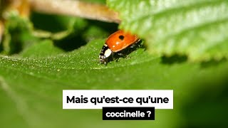 La Coccinelle - cycle de vie et autres informations sur cet insecte