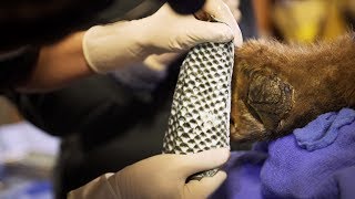 Using Fish Skins to Treat Bears Burned in California Wildfire