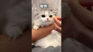 【矮油的妹妹小短腿】都说矮脚猫好欺负，原来是真的～