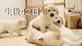 アイン村　チロの子生後42日目（ゴールデンレトリバー子犬）