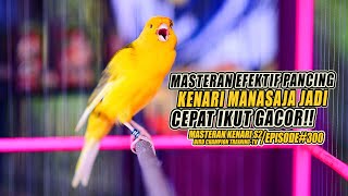 Download Lagu 300 Masteran Suara Burung Kenari Gacor Panjang cui... MP3 Gratis