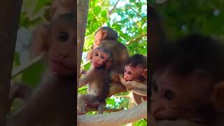 Ep752. Adorable Monkey Has the Cutest Reaction to Meeting a New Friend