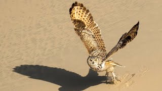 Pharaoh Eagle Owl | Love nature \u0026 Save nature | Jubail | Saudi Arabia