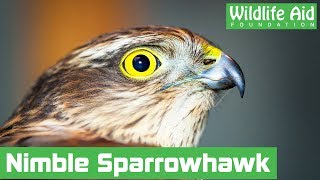 Trapped sparrowhawk gives rescuers the runaround!