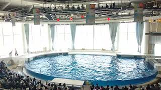 アクアワールド茨城県大洗水族館　イルカ・アシカ　オーシャンライブ　2022.05.08　11:30～