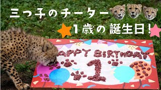 「チーターの三つ子」1歳の誕生日 🎂