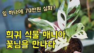 우리나라에서 구하기 힘든 희귀 식물을 많이 키우는 꽃님 온실 구경갔어요.