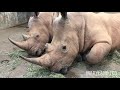 rhino snores during naptime