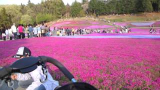 Shibazakura(Moss Pink) Hill at Hitsujiyama Park (羊山公園の芝桜)