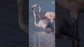 Flamingo Feeds Blood To Its Baby 😨