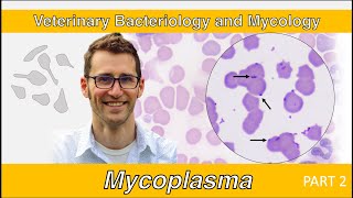 Mycoplasma (Part 2) - Veterinary Bacteriology and Mycology