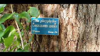 LARGE-LEAVED LINDEN TREE - BAILEY ARBORETUM, LATTINGTOWN, NY