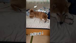 ツンデレ犬とはたぶんこのこと笑　#柴犬 #しばいぬ #犬のいる暮らし #ムッチョ柴犬 #マックス #癒し #かわいい #おもしろ #shiba #shorts #ツンデレ #犬 #しっぽ #愛犬