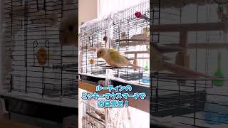 お歌うたいながらノリノリのインコ #short