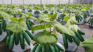 How To Grow 69 Millions Of Cucumbers In Greenhouse And Harvest - Modern Agriculture Technology