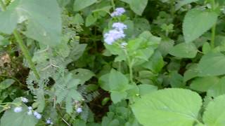 Road Opener Herb-Abre Camino