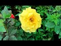 ചെടികളെല്ലാം കുറഞ്ഞവിലയിൽ cheapest rose plant nursery in kerala rose roseplant flowers