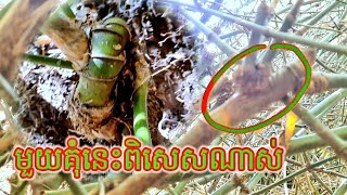 #bamboo ឫស្សីជុំ ឫស្សីស្នង និងដុះកណ្ដាលសាច់នៅកុំតែមួយពិតជាពិសេសណាស់