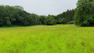 Beleek Castle Ballina Wildflowers. 13.06.2020.