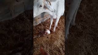 عملية ولادة الماعز\u0026The birth of a goat