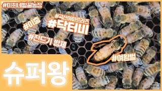 [미희네벌꿀농장]진드기 !! 분무 실시!! #양봉 #분봉 #진드기 #docterbee #bee #beekeeper