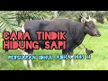 Proses tindik hidung Sapi Bali