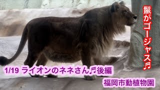 1/19 福岡市動植物園 ライオンのネネさん♬後編