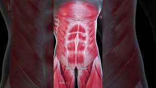 What Makes Abdominal Muscles Grow