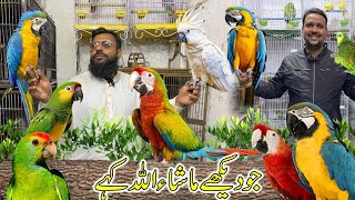 Biggest Exotic Parrots Setup Visit | #Masha_ALLAH | PBI Official