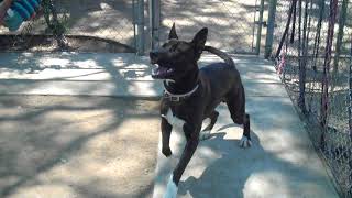A5163579 Bailey | Pitbull / German Shepherd mix