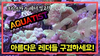 [아트티비]크리스마스 레더 입고 아름다운 레더 이쁜 레더 아쿠아티스트 레더밭 떡대레더 유명한 레더 AQUATIST ART TV ART OCEAN 아트TV 해수전문수족관