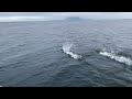 Dall Porpoises swimming in Alaska #asmr