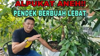 ALPUKAT ANEH PENDEK BERBUAH LEBAT