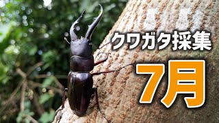 【クワガタ Vlog】７月の沖縄／クワガタ採集に行ってきた！オキナワノコギリクワガタ／