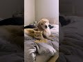 puppy loves to annoy his cat big brother the dodo