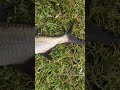 how to catch freshwater tarpon florida fishing freshwatertarpon freshwaterfishing tarponfishing