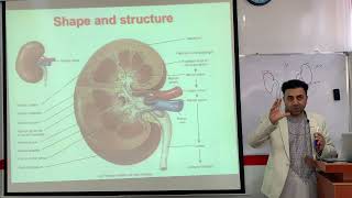 Normal structure of kidney pashto (د پښتورګو نارمل جوړښت