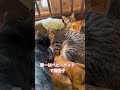 猫団子だー！ 保護猫 保護猫カフェ 猫のいる暮らし 子猫 黒猫 白猫 里親募集中