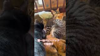 猫団子だー！#保護猫 #保護猫カフェ #猫のいる暮らし #子猫 #黒猫#白猫 #里親募集中